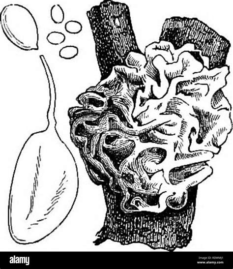 Image result for Intermediate Forms