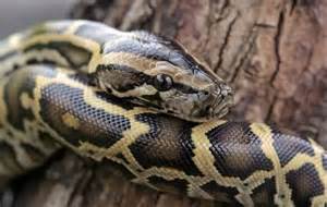 burmese python constricts chick に対する画像結果