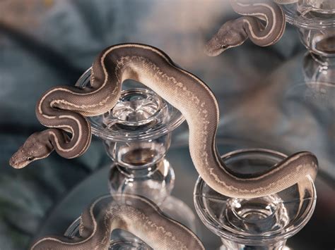 Image result for Yellow Python Red Eyes