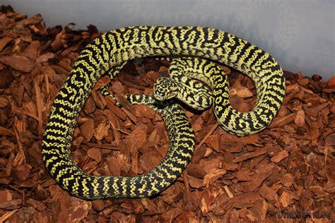 Axanthic Zebra Carpet Python に対する画像結果
