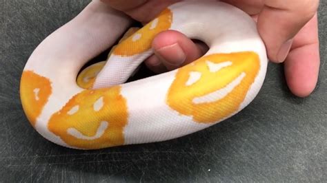 Smiling Snake Python 的图像结果