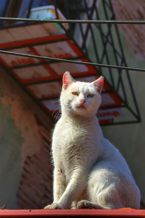 Cat Poop Face に対する画像結果