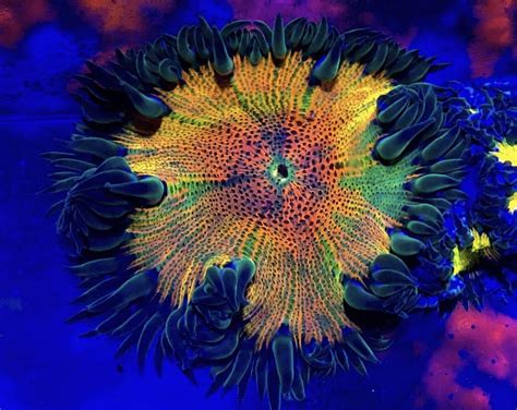 Image result for Reef Clams