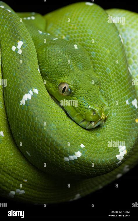 Green Tree Python Subspecies Map-க்கான படிம முடிவு