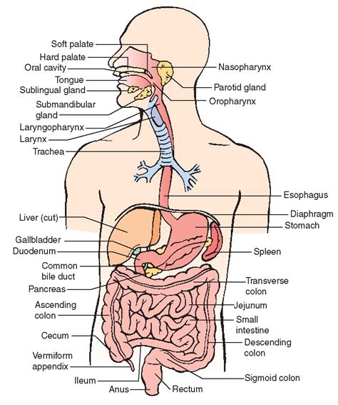 The Digestive System Drawing Simple に対する画像結果