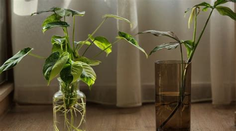 Image result for Add Water and Watch It Grow