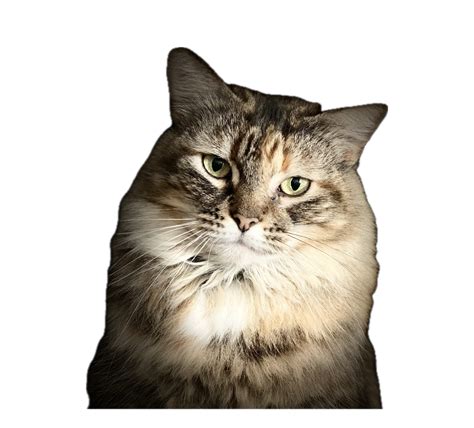 Image result for What Is Apple Passcode