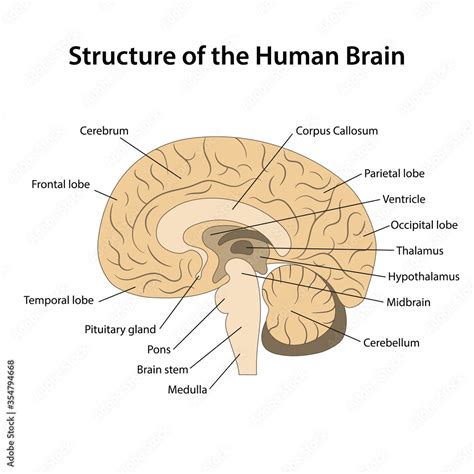 Toradh íomhá ar Brain Structure Labeled