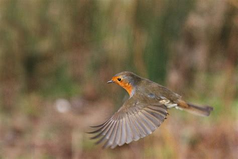 Image result for Robin Flying Back View