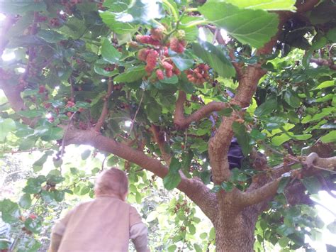 Toradh íomhá ar Mulberry Tree Root System