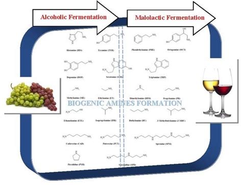 Wine Making Process Malolactic Fermentation に対する画像結果