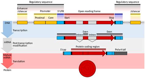 Image result for Agrp Gene Coding Region