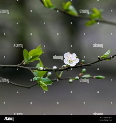 Plum Flower Disection に対する画像結果