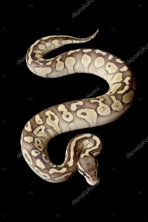 Image result for Ball Python Lesser Pastel Disco