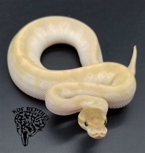 Toradh íomhá ar Mojave Crystal Ball Python