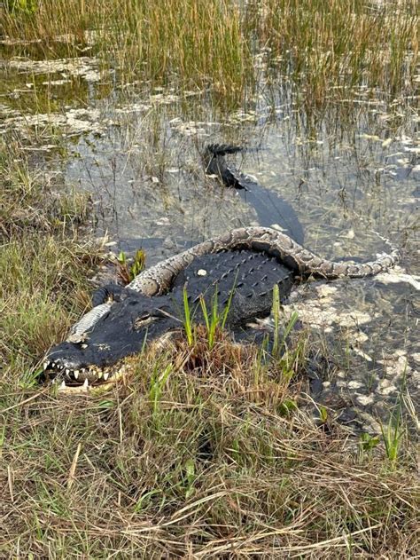 Python Eating Alligator Florida に対する画像結果