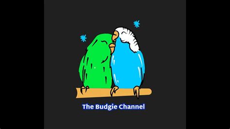 Image result for Budgie Channel