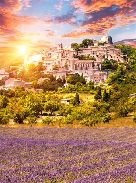 Image result for Lavender Color ID