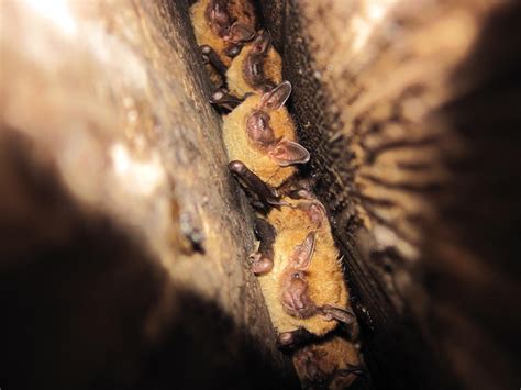 Image result for Wisconsin Bat Program