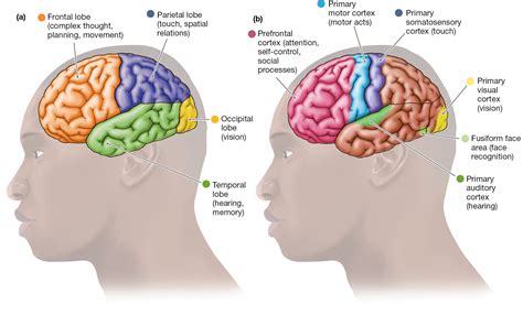 Image result for Prefrontal Cortex Real Brain