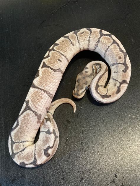 Image result for Fire Spider Ball Python