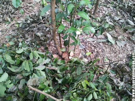 Image result for Cinnamon Tree in Ethiopia in Amharic