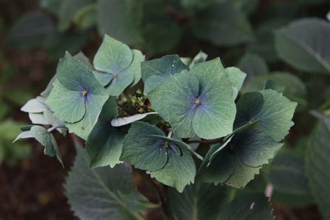 Toradh íomhá ar Briad Hydrangea Broad
