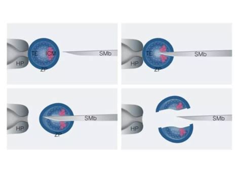 Image result for Embryo Splitting Steps