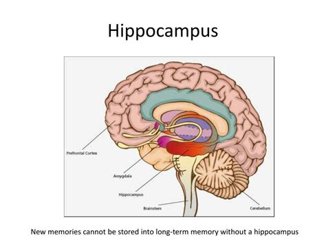 Image result for Learning and Memory Presentation