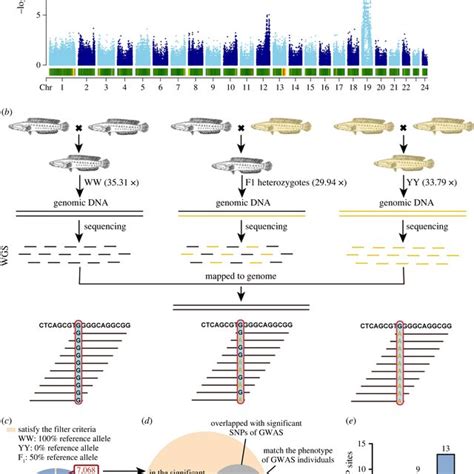 Image result for Genomic Analysis