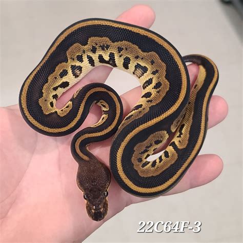 Toradh íomhá ar Bongo Leopard Female Ball Python