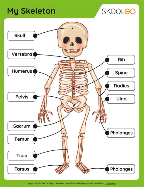 Image result for Binocs Skeletal System Grade 5