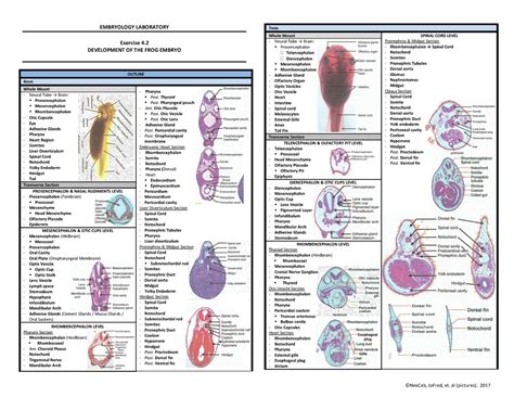 Image result for Frog Neural Tube