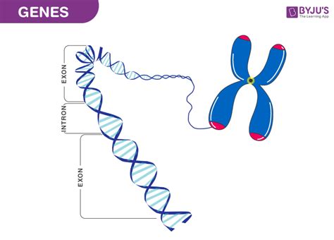 Afbeeldingsresultaten voor Coding and Non Coding Genes