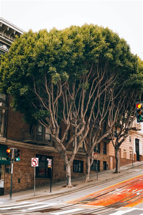 Image result for Tree Plan View Design