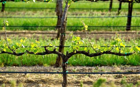 Image result for Edge Impulse Vineyard Irrigation