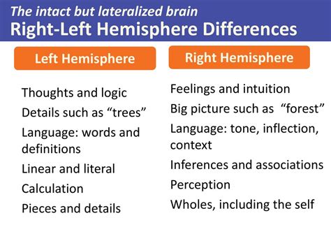 brain hemisphere differences に対する画像結果