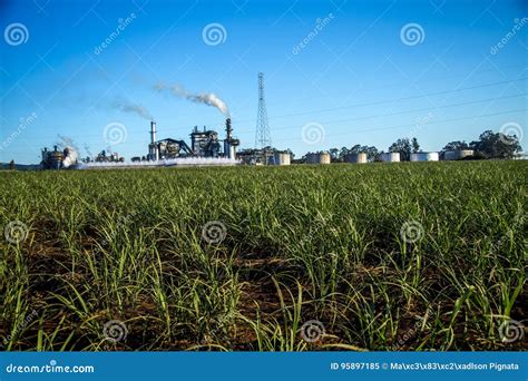 Image result for Sugar Cane Factory and Field