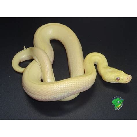 Red Eye Python に対する画像結果