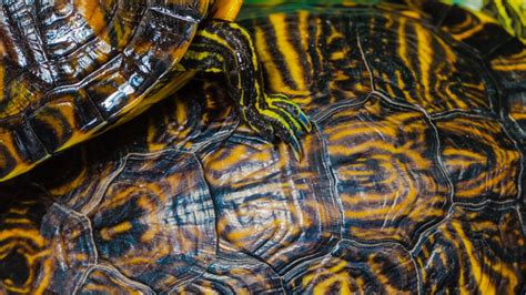 Image result for Multigrain Turtle Shells