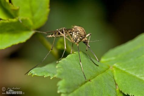 Image result for Mosquito Net Frame