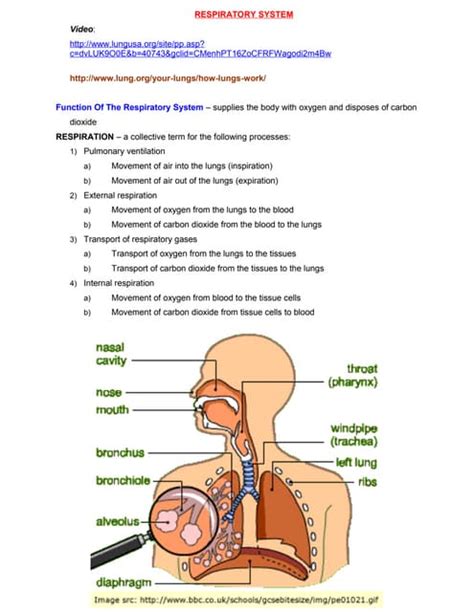 Afbeeldingsresultaten voor Respiratory System Notes PDF