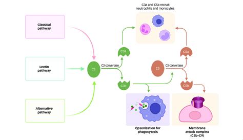 Image result for Complement Cascade Pathway