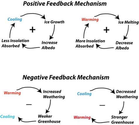 Image result for Positive vs Negative Feedback Loop