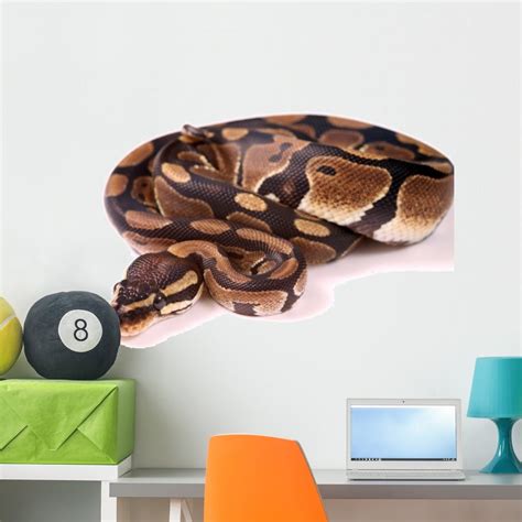 Image result for Python Decal