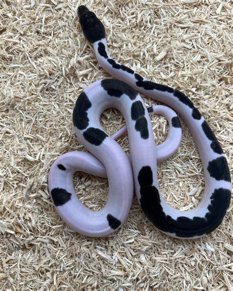 Image result for Panda Pied Ball Python