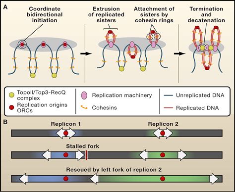 Image result for Microarray Analysis Bidirectional Replication