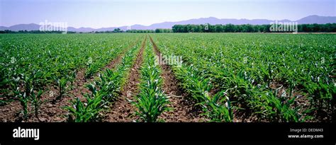 Image result for Planted Corn Field