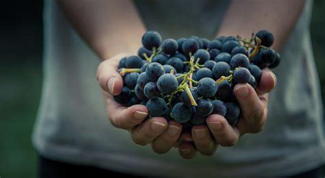 Engineer Hand Grape に対する画像結果