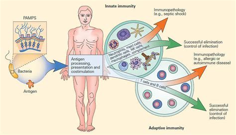 Toradh íomhá ar Inflammation Pathophysiology